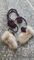 Item Pic