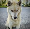 Pure Siberian Husky 