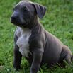 Female Pitbull Puppy Available 