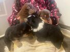 Puppies 