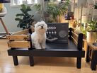 Elevated Dog Bed - for Medium-size Dogs