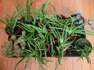 Overgrown succulents and cacti