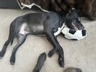 Finding a furever home 