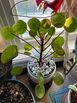 Pilea plants