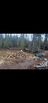 Dry fire wood 