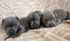 Staffordshire Bull Terrier pups for sale