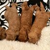  Healthy mini golden doodle puppies for adoption