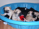 Adopt Your Dream Puppy
