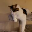 Lost cat