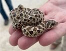 western hognose snake