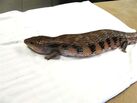 Young Blue-tongued skinks