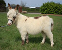 Healthy donkey for re-homing