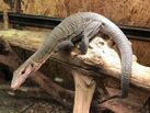 Peach Throat Monitor