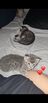 2 female kitten for adoption
