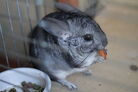 Healthy Chinchilla