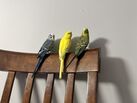 4 budgies & accessories 