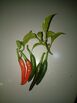 Fresh Chili Peppers for sale