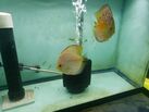discus pair