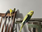 Looking for budgies