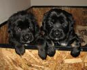 Rare Tibetan Mastiff Puppies