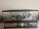 Reptile Enclosure