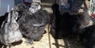silkie pullets
