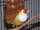 Gouldian Finch