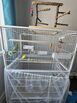 5 hand tamed budgies and large cage