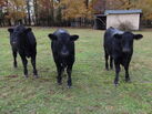 Angus Calves