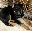 Pure Bred German Shepherd Puppies - 10 weeks old