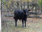 Healthy Angus Calves