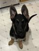 Female Pure Bred German Shepherd Puppy