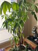 Money tree for sale