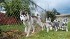 SIBERIAN HUSKY FOR ADOPTION