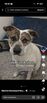 Pup Asher needs home