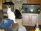 Fish Tank