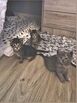 Kittens soon to be ready for new home