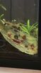 Healthy Rams Horn Snails