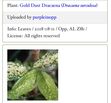 Plants