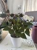 Green shamrock plants