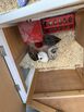 Jumbo Coturnix Quail Males 
