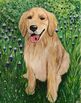 Custom Acrylic Paintings - Pet Portraits