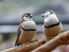 Owl finches breeding pair