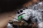 SHEPHERD’S RARE ARACHNIDS