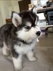 Female Alaskan Malamute 