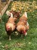 Layer hens for sale