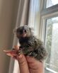Marmoset Monkey Looking for a Loving, Suitable Hom