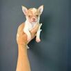 Looking for a Loving Forever Home