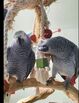 AFRICAN GREY PARROT