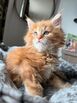 Beautiful Maine Coon Kitten Looking for a home